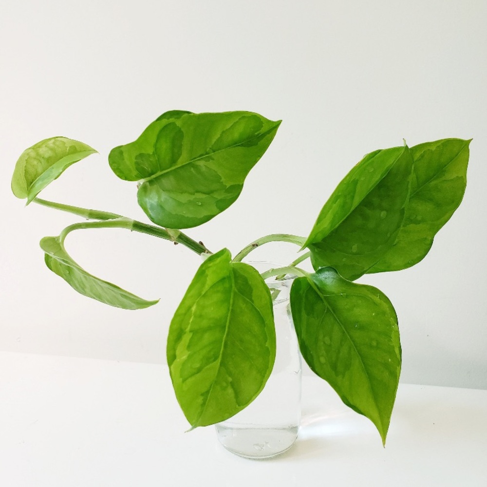 Emerald Pothos Cutting - Picture 3 of 3